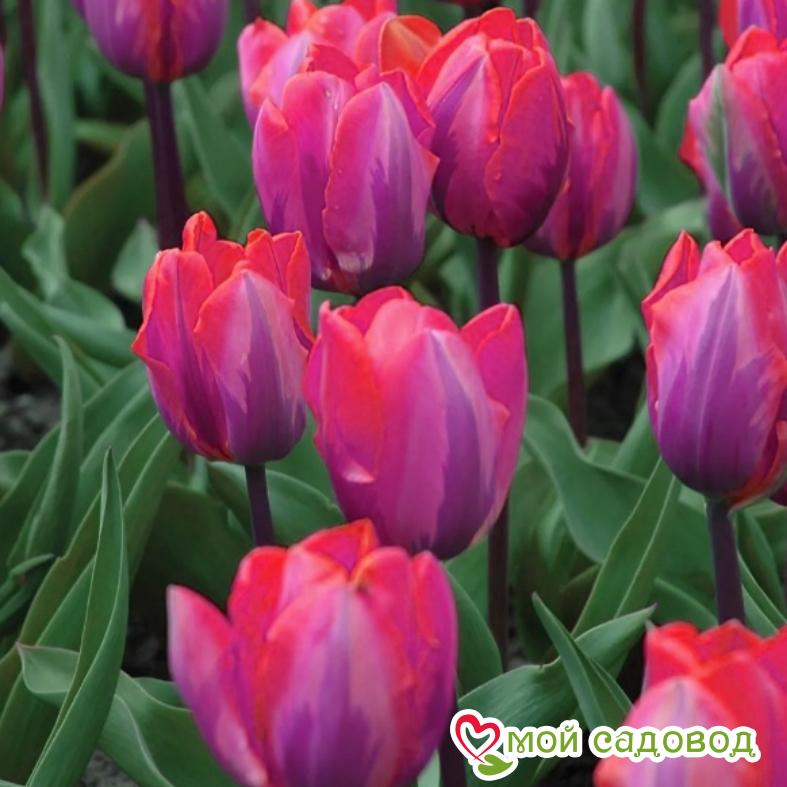Тюльпан Триумф Принцесса Ирен Роза