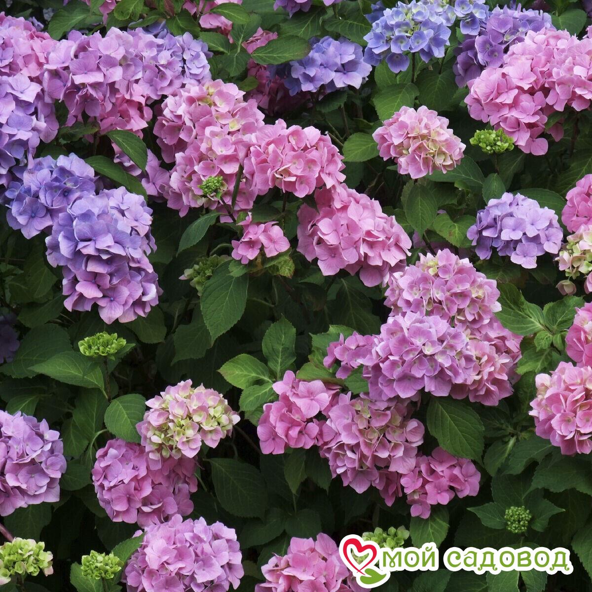 Гортензия крупнолистная Букет Роуз ЗКС