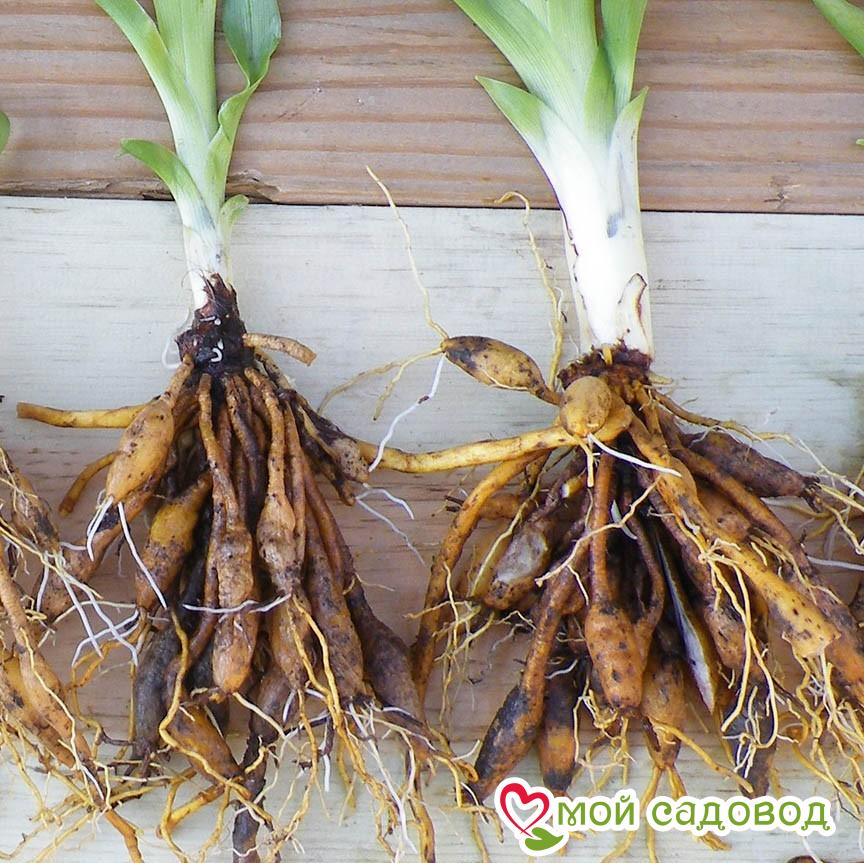 Лилейник Спринг Черриз